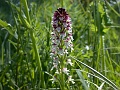 48_Orchis brule_2
